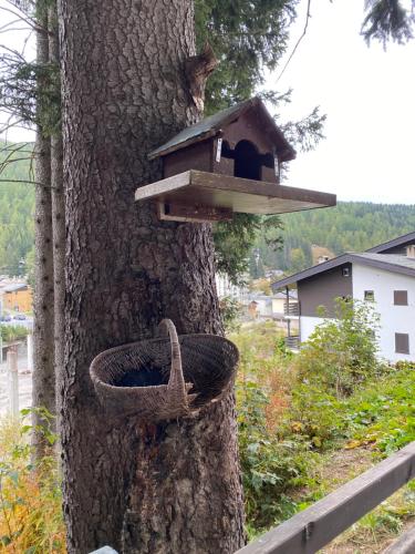 a bird feeder on a tree with a bird house at Suite Neve in Madesimo