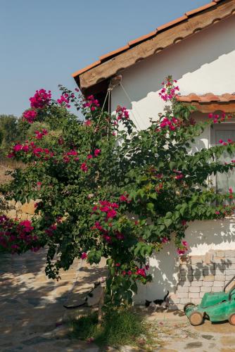 a tree with pink flowers in front of a building at Masal Evimiz in Antalya