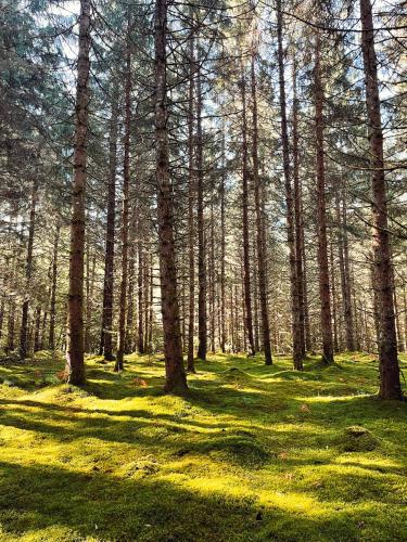 a forest with tall trees and green grass at Lodge avec SPA privatif - Foret et Lac in Liginiac