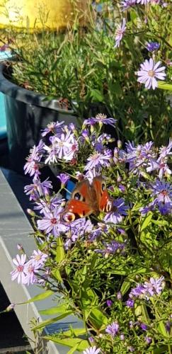 a butterfly sitting on top of purple flowers at EUPHRATE HOUSeBOAT in Amsterdam