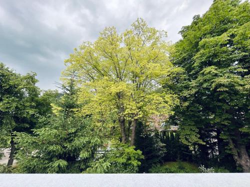 ein Baum mit gelben Blättern inmitten von Bäumen in der Unterkunft Puchberg Studio-Apartment in Puchberg am Schneeberg