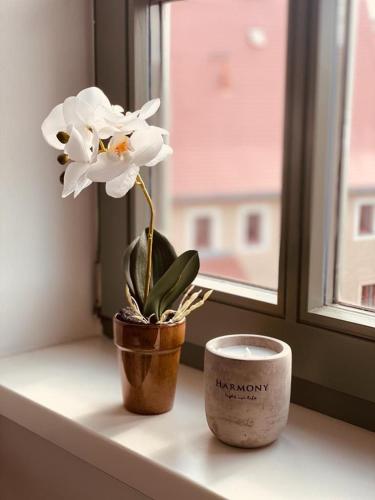 a flower in a pot sitting on a window sill at Freiberg homestay in Freiberg