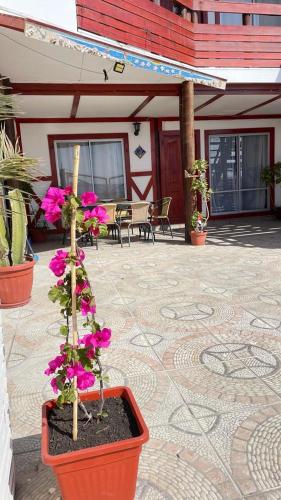 a pot with flowers in it on a patio at Bahía Loreto in Caldera