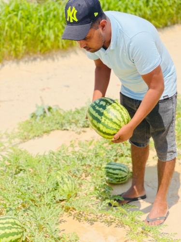 a man is looking at a bunch of watermelons at Camp Dunes Insolites Sabria in Sabria