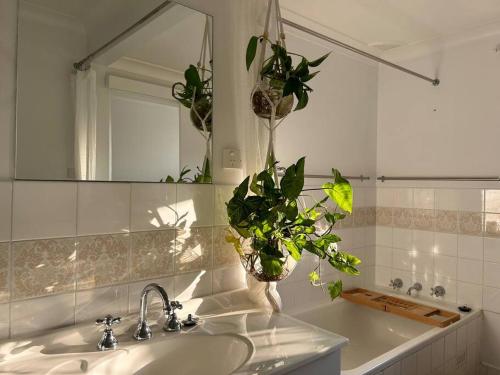 a bathroom with a sink with a mirror and a plant at Sea Rest in Forster