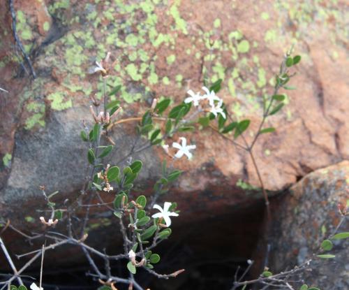 a plant with white flowers growing on top of rocks at Luxury Treehouse on Bronberg Ridge in Tierpoort