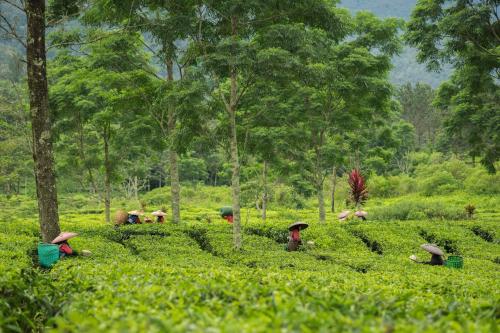 a group of people working in a tea plantation at Novus Giri Resort & Spa in Puncak