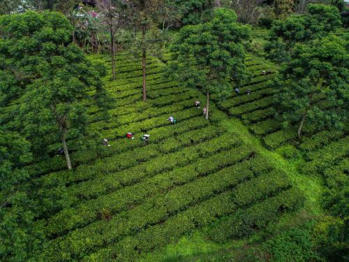 a group of people on a field of tea plantations at Novus Giri Resort & Spa in Puncak