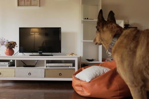 リバダビアにあるApartamento turístico "A Fonte Dos Xudíos"のリビングルームのテレビ前に立つ犬