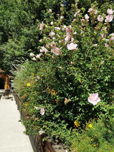 a hedge of pink roses in a garden at Les Cabanes de Fontfroide in Saint-Antoine