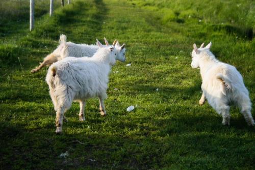 three sheep running in a field of grass at Guesthouse Holmur in Hólmur