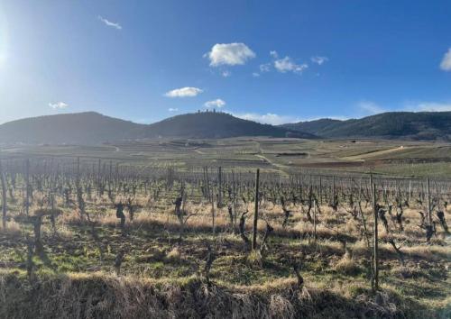 a field of vines with mountains in the background at Gîte Origin Gueberschwihr in Gueberschwihr
