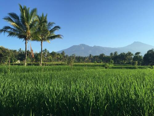 een groen veld met palmbomen en bergen op de achtergrond bij Farmer homestay in Tetebatu