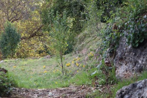 a small tree in the middle of a field at Μικρή Ζήρεια Ενοικιαζόμενη Κατοικία in Synikia Mesi Trikalon
