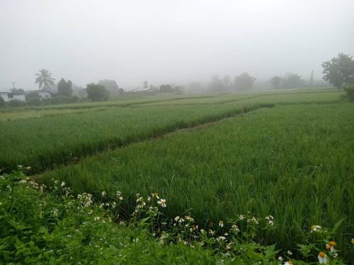 a field with green grass and flowers in the fog at เฮือนป้อหลวง in Ban Fang