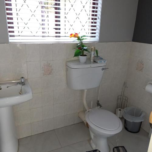 a bathroom with a toilet and a sink and a window at Crest Farm Cottage in Waterfall