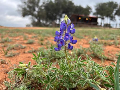 a purple flower in the middle of a field at Hickory Ridge Hideaway Cabin - Romantic, Peaceful in Llano