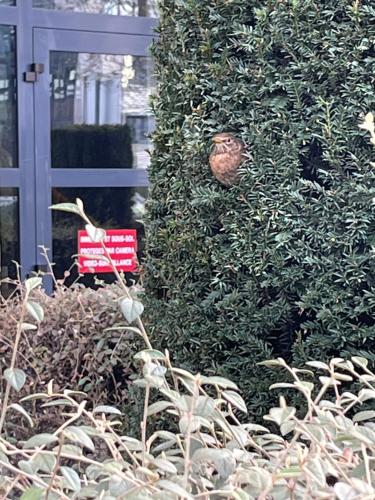 Square Walliser près ZENITH