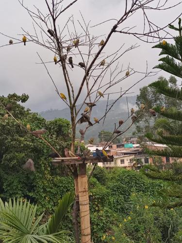 a tree with birds sitting on top of it at Apartamento portal del prado in Santa Rosa de Cabal