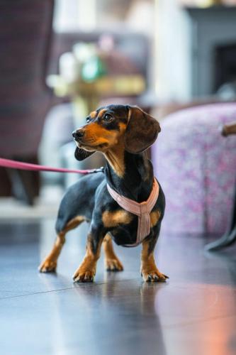 a small brown and black dog on a leash at Radisson Blu Hotel Uppsala in Uppsala