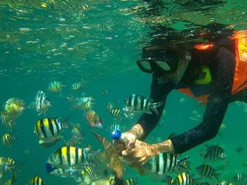 une personne dans l’eau avec un groupe de poissons dans l'établissement Cemare Cottage, à Lembar