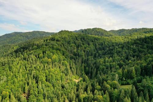 an aerial view of a forest of green trees at Willa Nad Wodospadem in Szczawnica