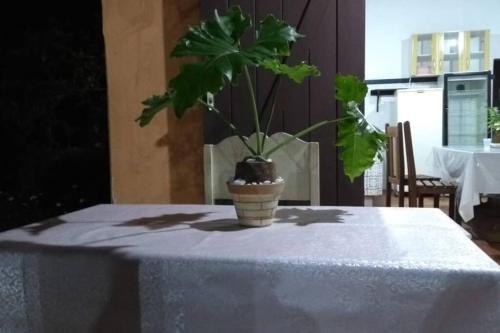 une plante dans un pot assise sur une table dans l'établissement Casa de Campo: Sítio Santa Helena-Mendes RJ, à Mendes