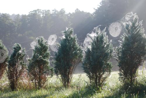 a group of trees in a field with a kite at Natura Apartamenty in Swaderki