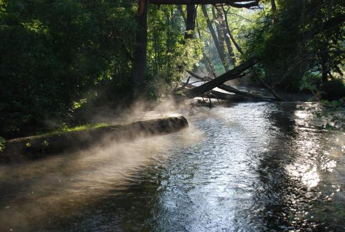 a stream of water with trees on the side of it at Natura Apartamenty in Swaderki