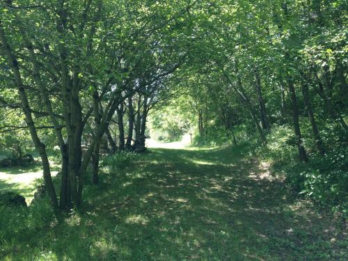 a path through a wooded area with trees at Weekend en Provence in Comps