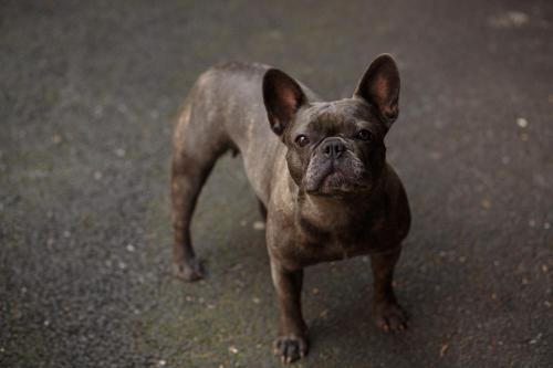 a small brown dog standing on the ground at The Saddle Inn in Chester