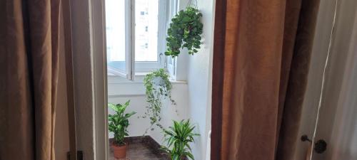 een kamer met een raam met planten aan de muur bij Cozy Room near Metro & Airport in Lissabon