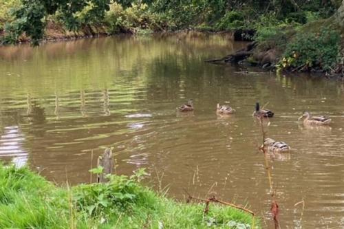 a group of ducks swimming in a pond at Mallards Barn on a rural farm in Dingestow