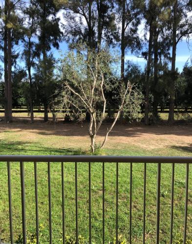 a tree in a field behind a fence at Auberge les Oliviers in Lucciana