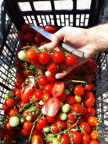 a person is holding a pair of scissorsablishangering at Agriturismo il Pettirosso in Agerola