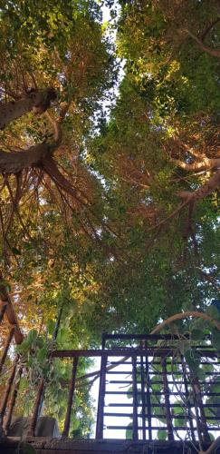 a view of the trees from the ground looking up at HabuHeritageHomeStayInLuxor in Al Aqālitah