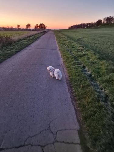 a white dog laying in the middle of a road at Haus im Grünen in Stemwede