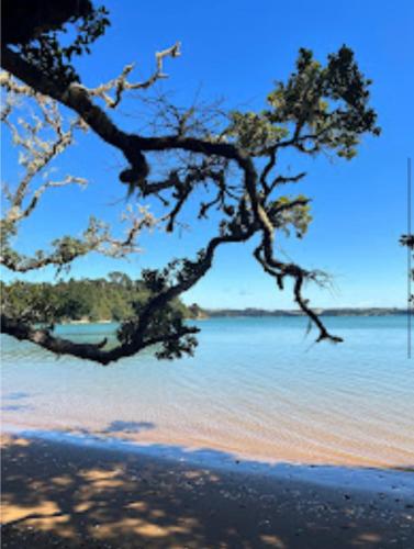 a tree hanging over a beach with the water at Driftwood Paradise in Purerua