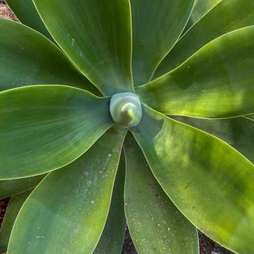 a close up of a plant with green leaves at A'mare Corsica I Seaside Small Resort in Propriano