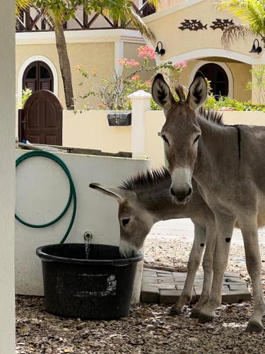 a cow standing next to a bucket of water at Diver's Paradise Bonaire in Kralendijk