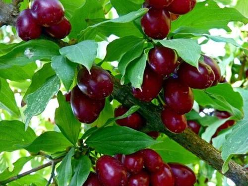 Une bande de baies rouges sur une branche d'arbre dans l'établissement Gabala Garden hostel, à Qabala