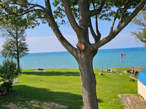 a bear in a tree next to the ocean at Tree-Top Lake-Front Cottage in Madison