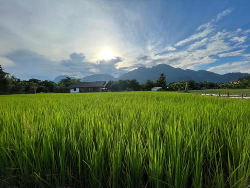 a field of green grass with a house in the background at KeawKangNa Farmstay แก้วก๋างนา ฟาร์มสเตย์ in Ban Chong (1)