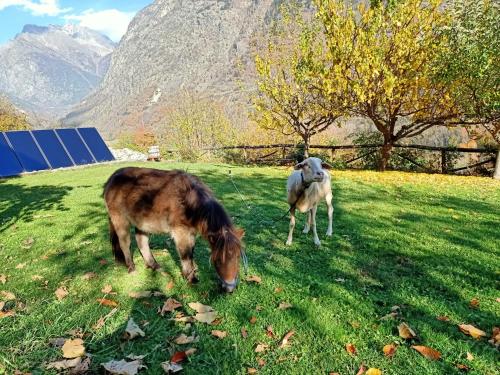 two horses grazing in a field with mountains in the background at La Fattoria di Roven in Gignod
