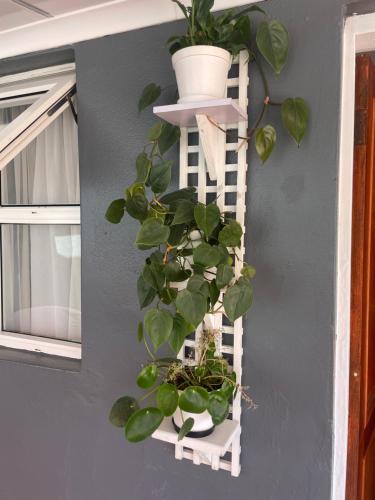 una planta en un estante en una pared en Marion Lodge en Johannesburgo