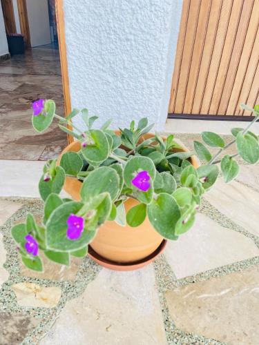 a potted plant with purple flowers in a pot at The Beachhouse Apartments in Vaia