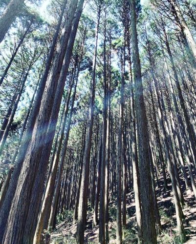 a group of tall trees in a forest at HAKONE DOMA in Hakone