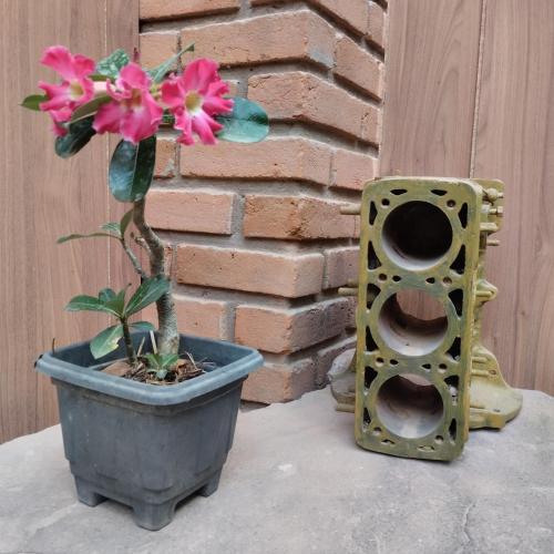 a plant in a pot next to a brick wall at Sítio Estrela da Manhã Hospedagem e Lazer in Palmeiras