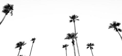 a black and white photo of palm trees at Jazz Hotel Palm Springs in Palm Springs