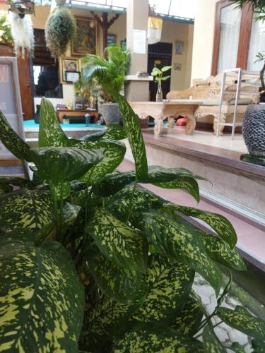 a plant with green leaves in a room at Wahwik's House in Ubud